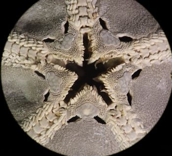 Media type: image; Invertebrate Zoology OPH-112